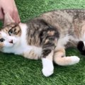 まるで小さな虎！鬼の形相だった野良猫が柔らかい表情になるまでの記…