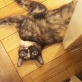 飼い主を『トイレに閉じ込める猫』を撮ってみたら...可愛いすぎる”イ…