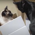 かまってほしい猫くんVS絶対に箱から動きたくない猫ちゃん