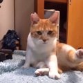 カメラは拒否！猫さんの寝る前を撮影してみたらご機嫌ななめに…？