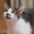 猫の『鳴き方』別にわかる心理4つ　込められている意味や適切な接し方
