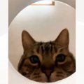 容器の中にカメラを仕掛けて『猫のことを撮影してみた』結果…想像もし…