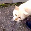 極寒の日に現れた『傷だらけの迷い猫』との出会いから2ヶ月…心温まる変化…