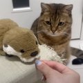 猫が『ライバル視しているぬいぐるみ』におやつを分けたら…爆笑必至の『ま…