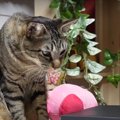 気になる！猫ちゃんの熱い視線…