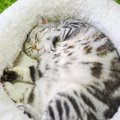 猫からの『愛され度』は寝相でわかる！？今すぐチェックしたい3つのパ…