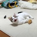 パパが『おいで』と膝の上に呼ぶと、子猫が…もん絶必至のたまらない光景に…