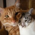 １１匹の保護猫との賑やかな生活…教えてもらった大切なこととは？