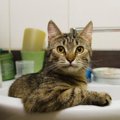 猫が『洗面台やシンク』を占拠！3つの考えられる理由と困ったときの対…