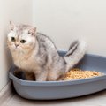 猫の『血尿』で考えられる病気3選！それぞれの治療法と緊急性とは