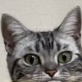 ハンモックでくつろいでいた猫→『アゴ』を見たら……爆笑必至の表情が69万再…