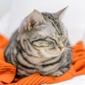 猫があなたの『服の上』で寝たがる3つの理由　なぜ乗ろうとするの？抜け毛…