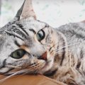 『退屈ニャ…』面白いことを探したいのに見つからない猫ちゃん