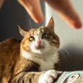 猫に決して言ってはいけない『NGワード』4選　わからないと思っても傷…