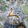 猫が飼い主の『前を歩きたがるとき』の気持ち4つ！ケース別の対応方法…