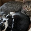 猫との暮らしで飼い主が思う『買わなくてよかったもの』ランキングTOP5