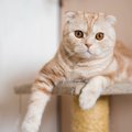 【2025年版ランキング】『人気の猫種』TOP5！今注目の愛され猫たち、…