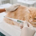愛猫の緊急事態のために調べておきたい『健康データ』3選　異変があるとき…