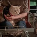 飼い主さんと一緒にお肉食べれるかな？猫ちゃん達とバーベキュー♪