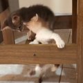 2匹の子猫が『椅子の脚登り』に挑戦した結果…可愛すぎる『ハプニング…