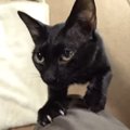 猫ちゃんの熱すぎる眼差し