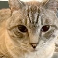 朝、ママを起こしにくるネコ→お姉ちゃんにあいさつをして…ずっと見ていた…