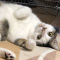 猫って本当にマイペース？意外と家族に合わせてくれてる行動５つ