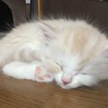 猫が夜寝ない理由とその対応策とは