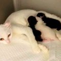 ガリガリで衰弱した母猫…病院で出産し母子共に助かる！