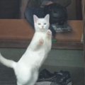 猫が庭にいる『大好きな飼い主』を見つけた次の瞬間→どうしても近くに…