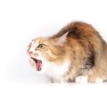 猫の命を脅かす『膵炎』とは？急性と慢性の違いから、治療・予防法まで徹…