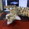 猫が世界一好きな人に見せる愛情表現４つ