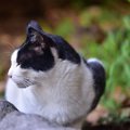 猫の『虐待事件』を減らすためにできること３つ