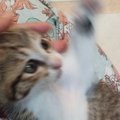 SNSに投稿しようと保護子猫を撮影→全然綺麗に撮れなくて…笑ってしまう光景…