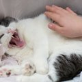 猫を『撫でてはいけない』タイミング6つ！嫌がっているサインも合わせ…