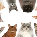 『被毛のバリエーションが豊富な猫種』10選！成長とともに被毛の状態…