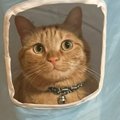トンネルの窓から顔を覗かせる猫→よく見たら『謎ポーズ』で…衝撃の様子に…