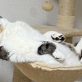 貫禄たっぷり！ふんぞり返る猫さんの大御所感が凄いと話題！