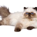 ヒマラヤンは飼いやすい？猫種の性格や飼う前の注意点・価格相場まで徹底…