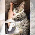 『3本足の猫』の『出会いから今』をまとめた結果…5年後の”幸せ一杯”な…