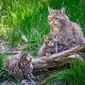 『ヨーロッパの飼い猫はチュニジアからやってきた』英伊2つの研究チームが…