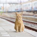 駅の女子トイレに住み、乗客の人気者になった「パディントン・キャッ…