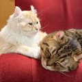 『体調を崩していた』兄猫…妹猫がみせた兄妹愛あふれる行動に思わず涙…