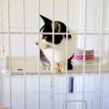 異物を食べて痩せ細った猫…新しい未来へ一歩を進む！