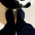 いつもより早く『パパが帰宅』した結果、猫が……尊さ限界突破の『お出迎え…