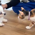 犬と初めて対面した猫→ゆっくりと近づくと…あまりにも素敵な『まさかの行…
