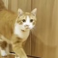 小さな頃から『マザコンの猫』→ママに『名前を呼ばれる』と…驚きの光景に…