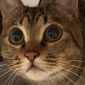 飼い主の手を狙って『猫パンチ』を繰り出した猫…まさかの展開が可愛すぎる…