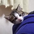 『お父さんに乗り続けて７年になる猫』→１年ずつ遡ってみたら…微笑ま…