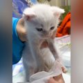 “イヤイヤ”しながら体を拭かれていた赤ちゃん猫→成長した結果…あまりにも…